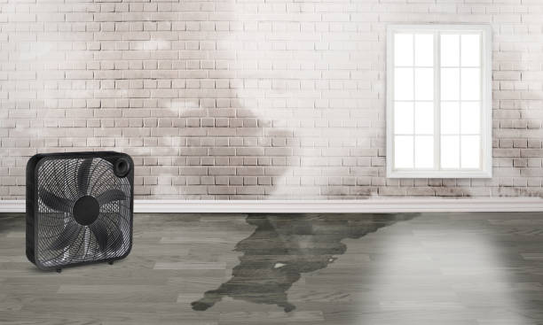 Best Ceiling water damage repair  in Sheridan, WY
